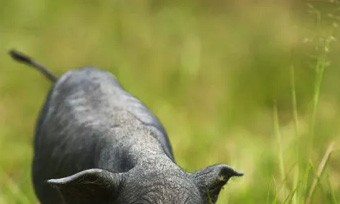 生態(tài)農(nóng)業(yè)、生物農(nóng)業(yè)、精準(zhǔn)農(nóng)業(yè)，未來農(nóng)業(yè)發(fā)展的新趨勢